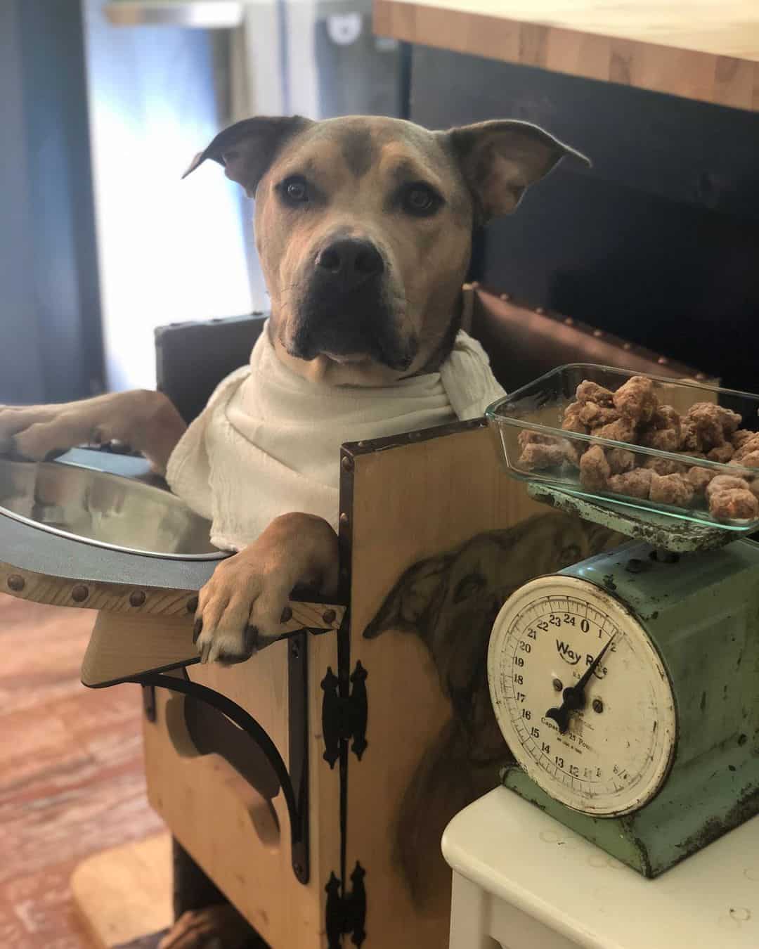 hedgie the dog having lunch in a bailey chair