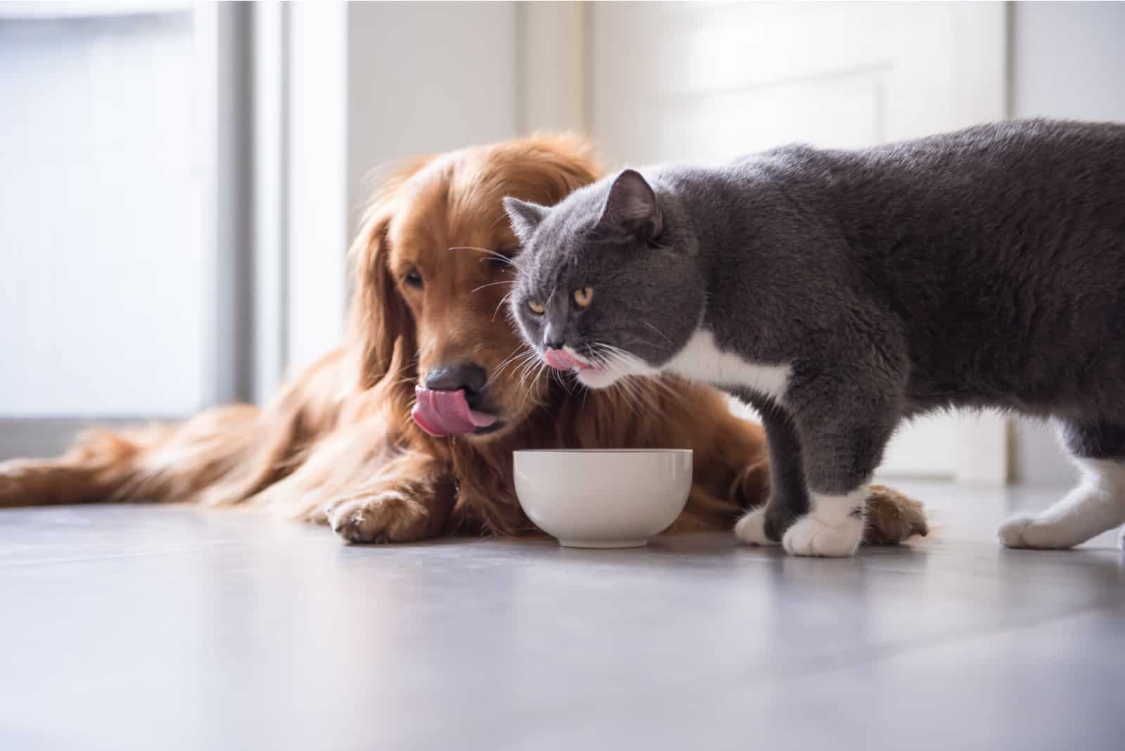 Helpful Tricks For How To Stop Dog From Eating Cat Food