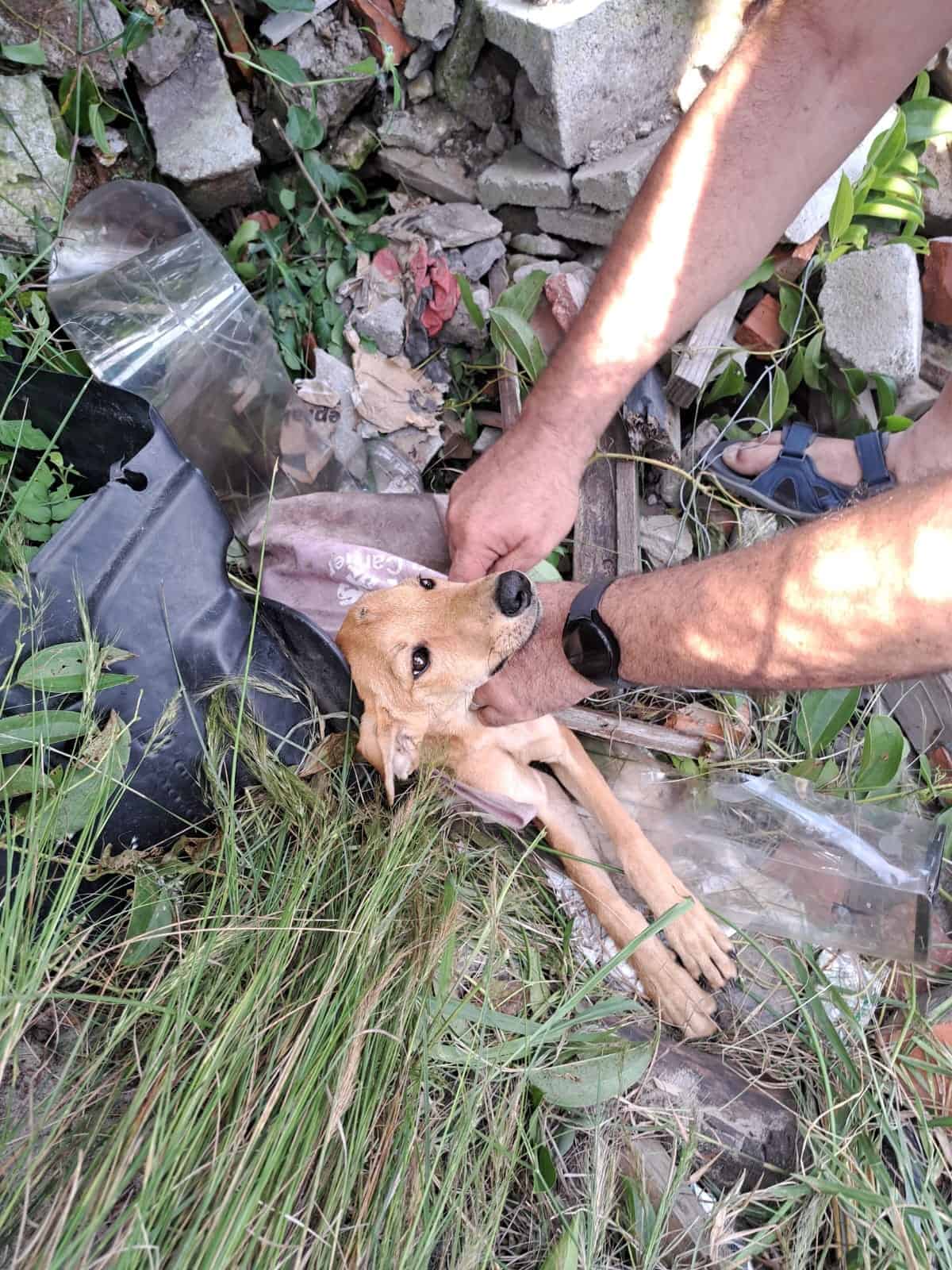 helping poor dog in a trash