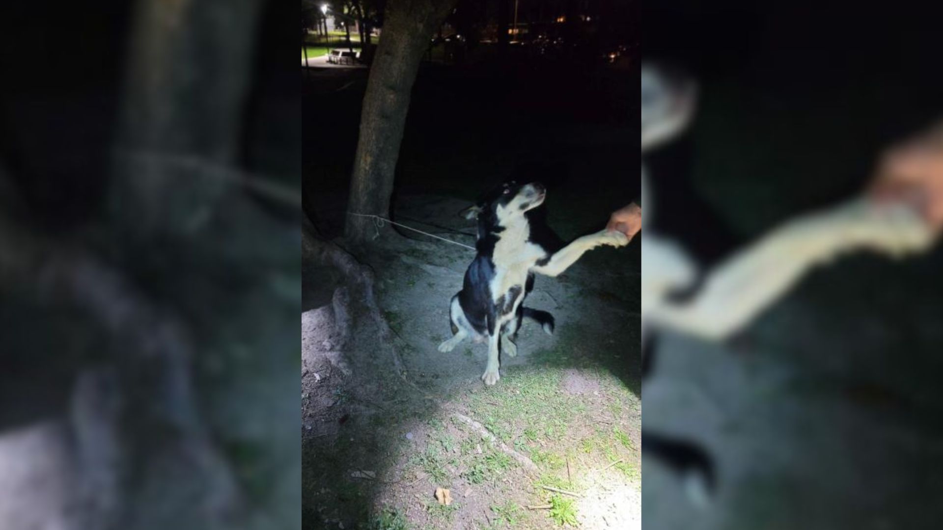 Helpless Mother Dog Tied To A Tree Bravely Held On Until Help Finally Arrived