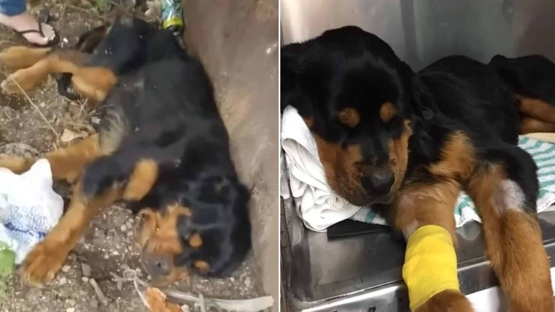 Rottweiler Girl Abandoned Next To A Dumpster Transforms Around Her Rescuers