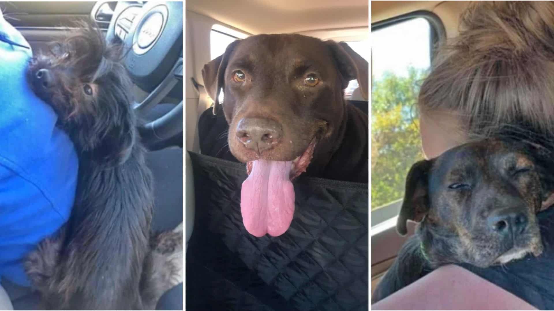 Woman Comes To Save One Dog In Need, But Ends Up With Three Rescues