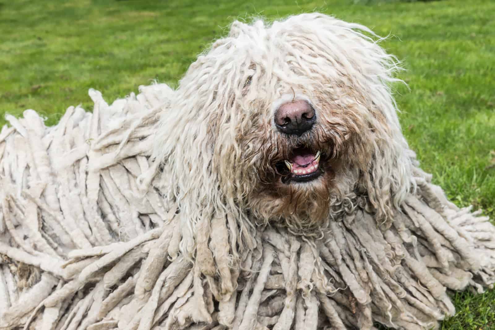 Here Are 11 Charming Dogs That Look Like A Mop