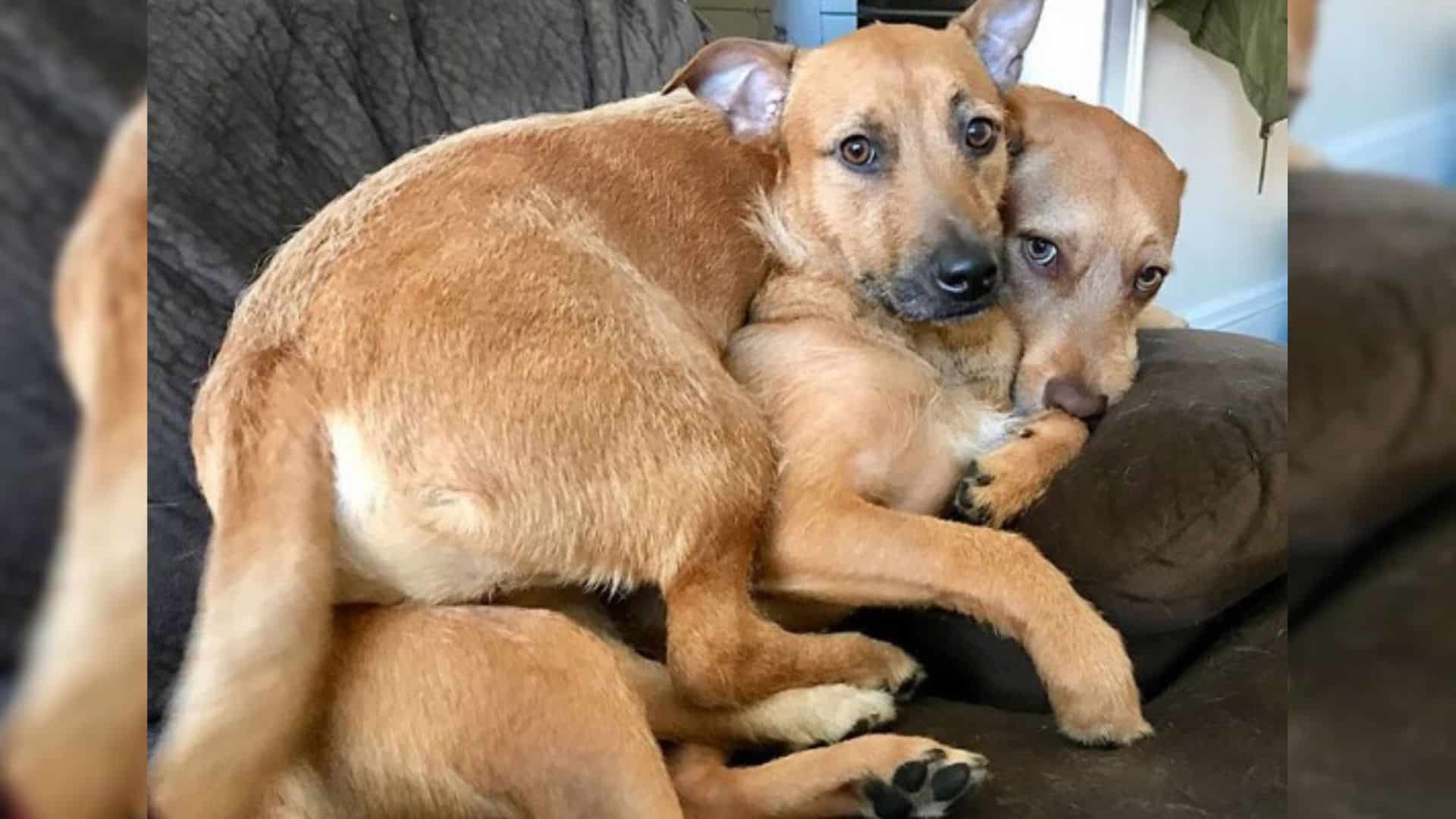 A Sweet Dog Met A Lookalike And They Are Now Two Best Friends