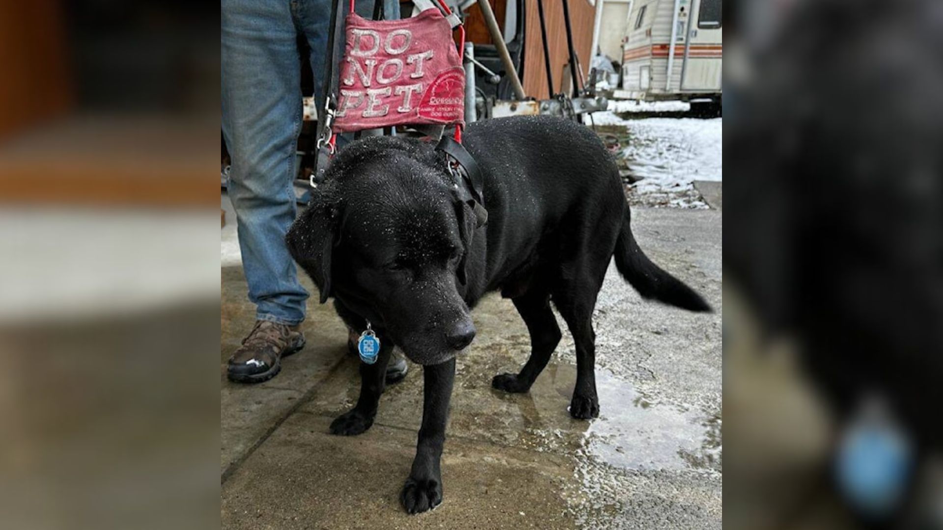 Hero Guide Dog Leads His Blind Owner Home After Taxi Drops Them Off At The Wrong House