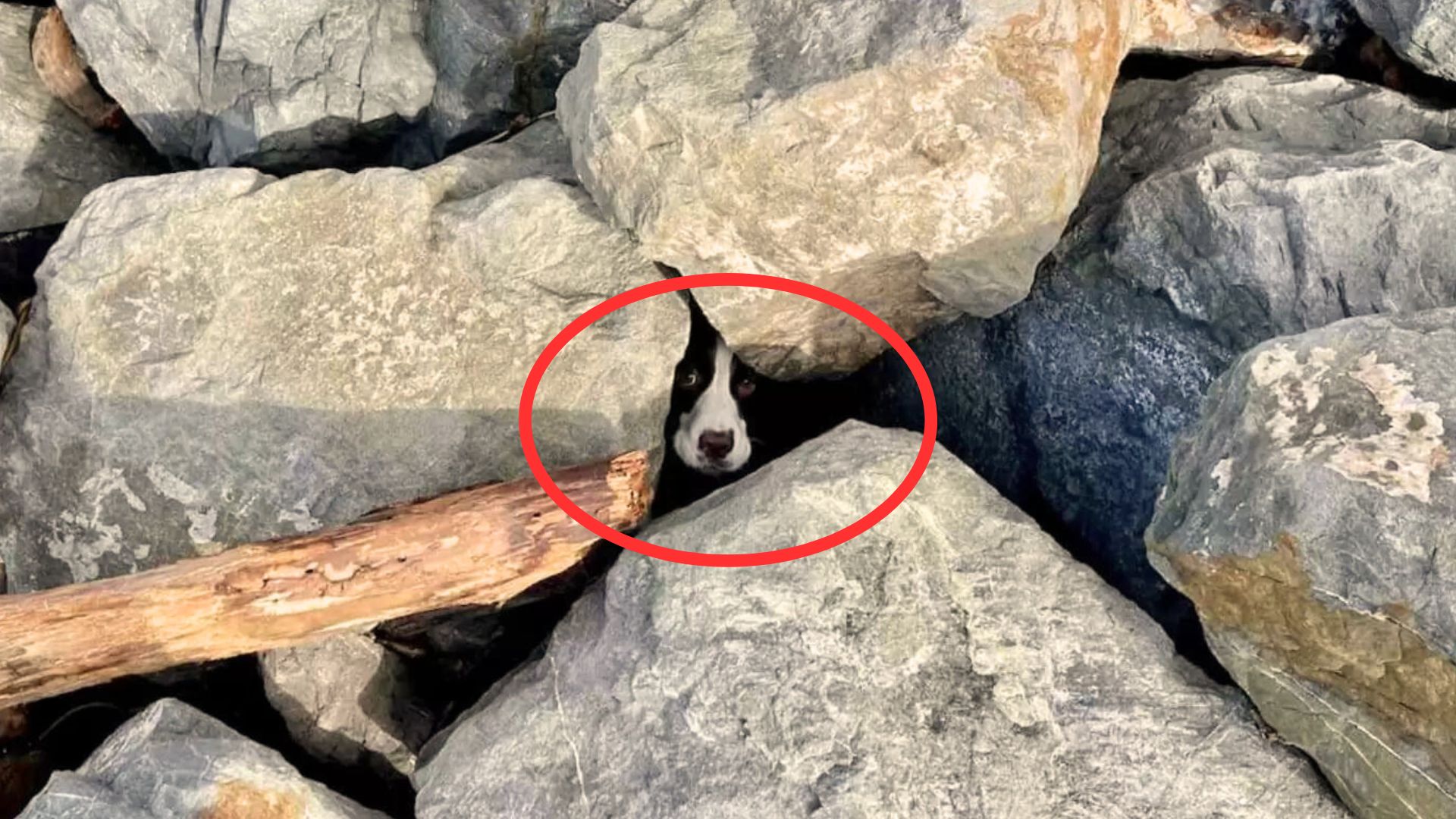 Man Rescues A Sad Dog Stuck Under Rocks Just Minutes Before The Dangerous Tide