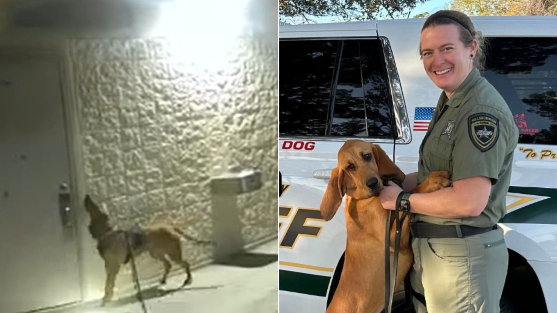 Amazing Police Dog Finds Little GIrl Locked In Park Bathroom And Showers Her With Affection