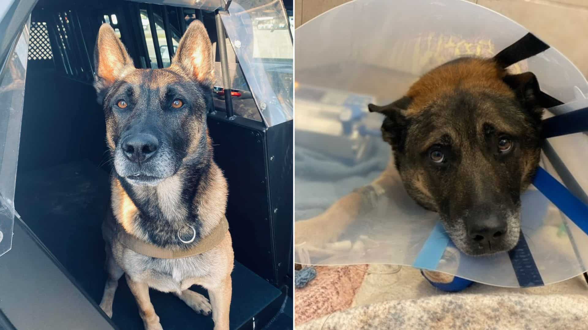 K9 Hero, Huk, Retires After Getting Shot On Duty