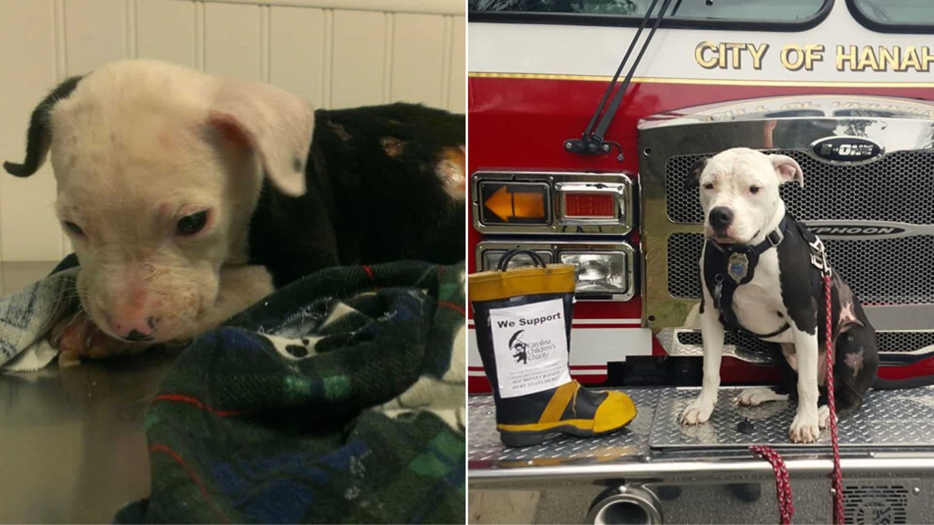 Invincible Pittie Survives The Fire And Becomes The Sweetest Firefighter Ever