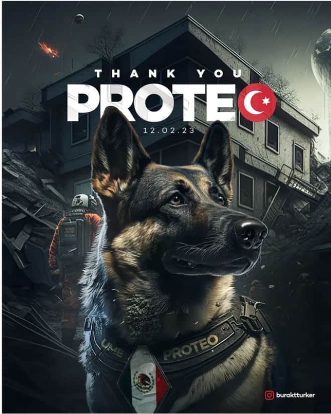 heroic dog german shepherd