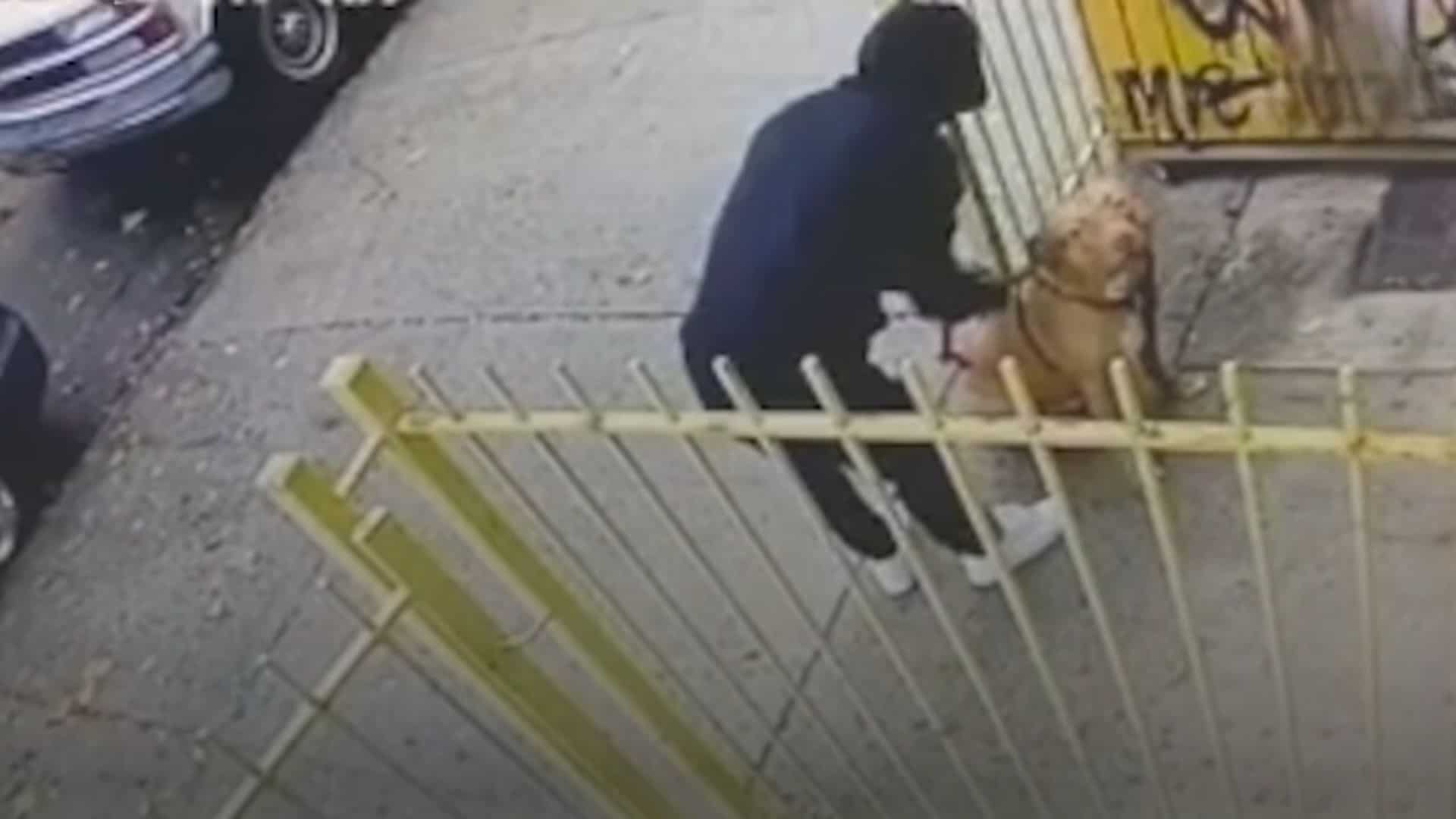 Camera Catches A Cold-Hearted Owner Dumping His Pitbull Outside A Store