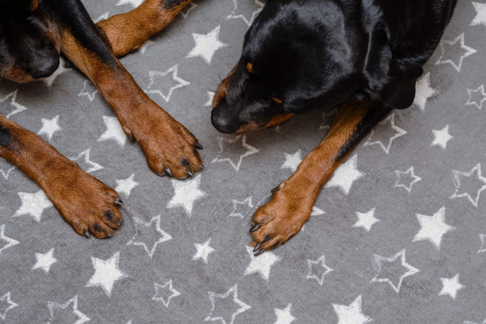 High angle view of the front of the body of two adult Rottweilers.