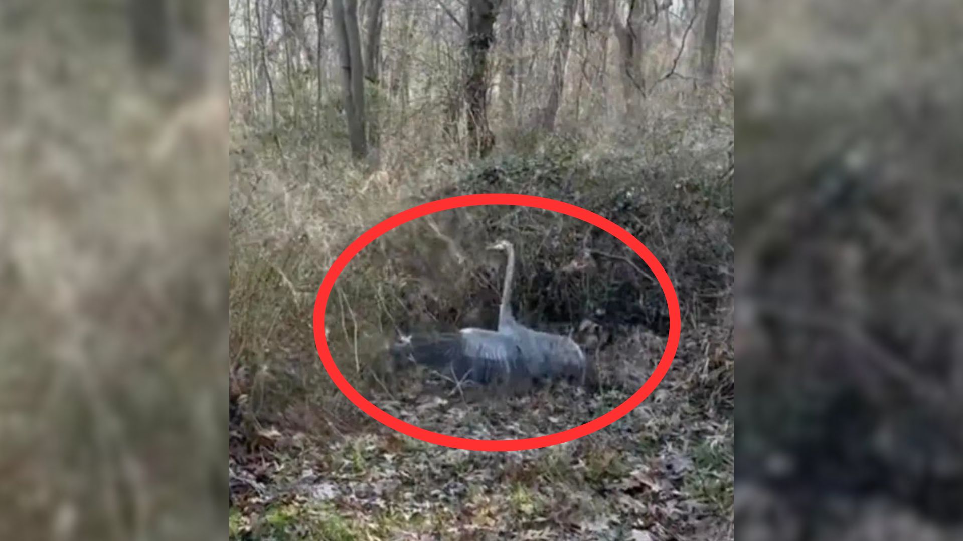 Hiker Was Shocked To Hear A “Strange” Noise Echoing Through The Trees Of The Park