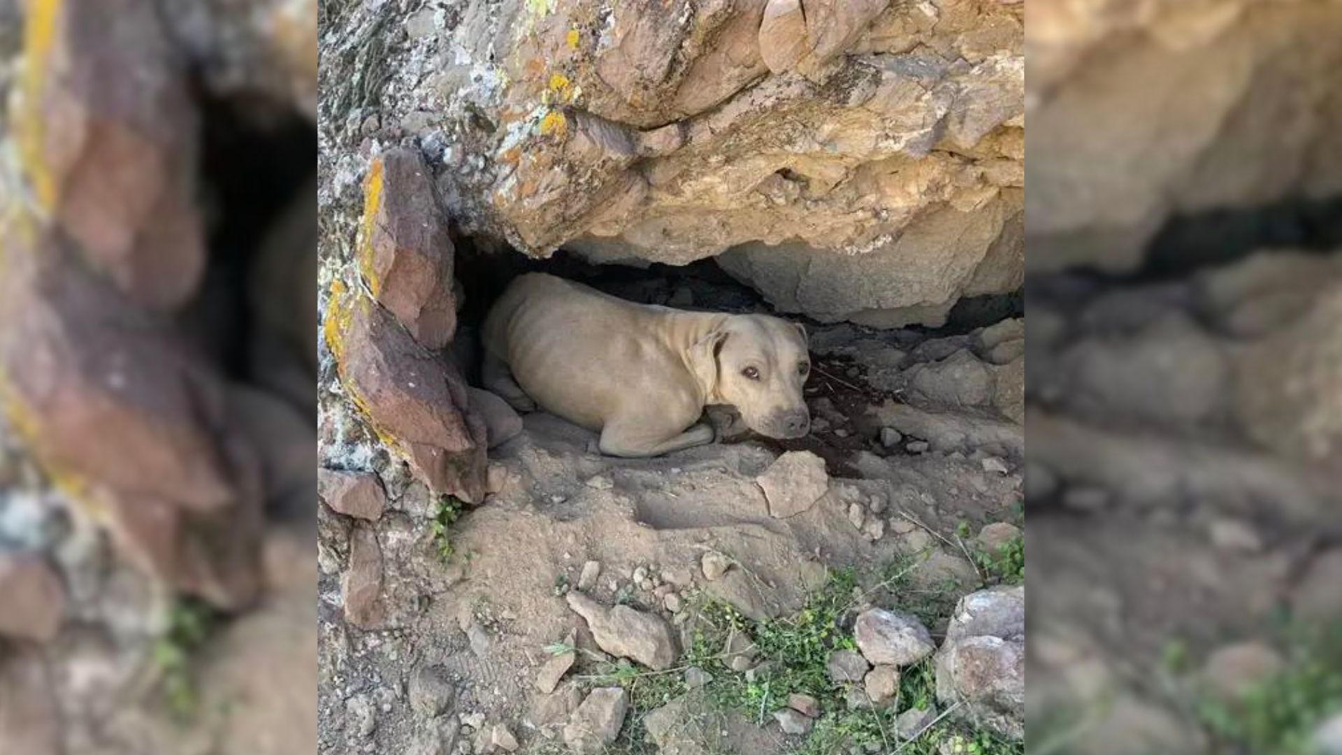 Hiker Was Shocked To Notice A Pair Of Sorrowful ‘Amber Eyes’ Staring At Him From A Crevice