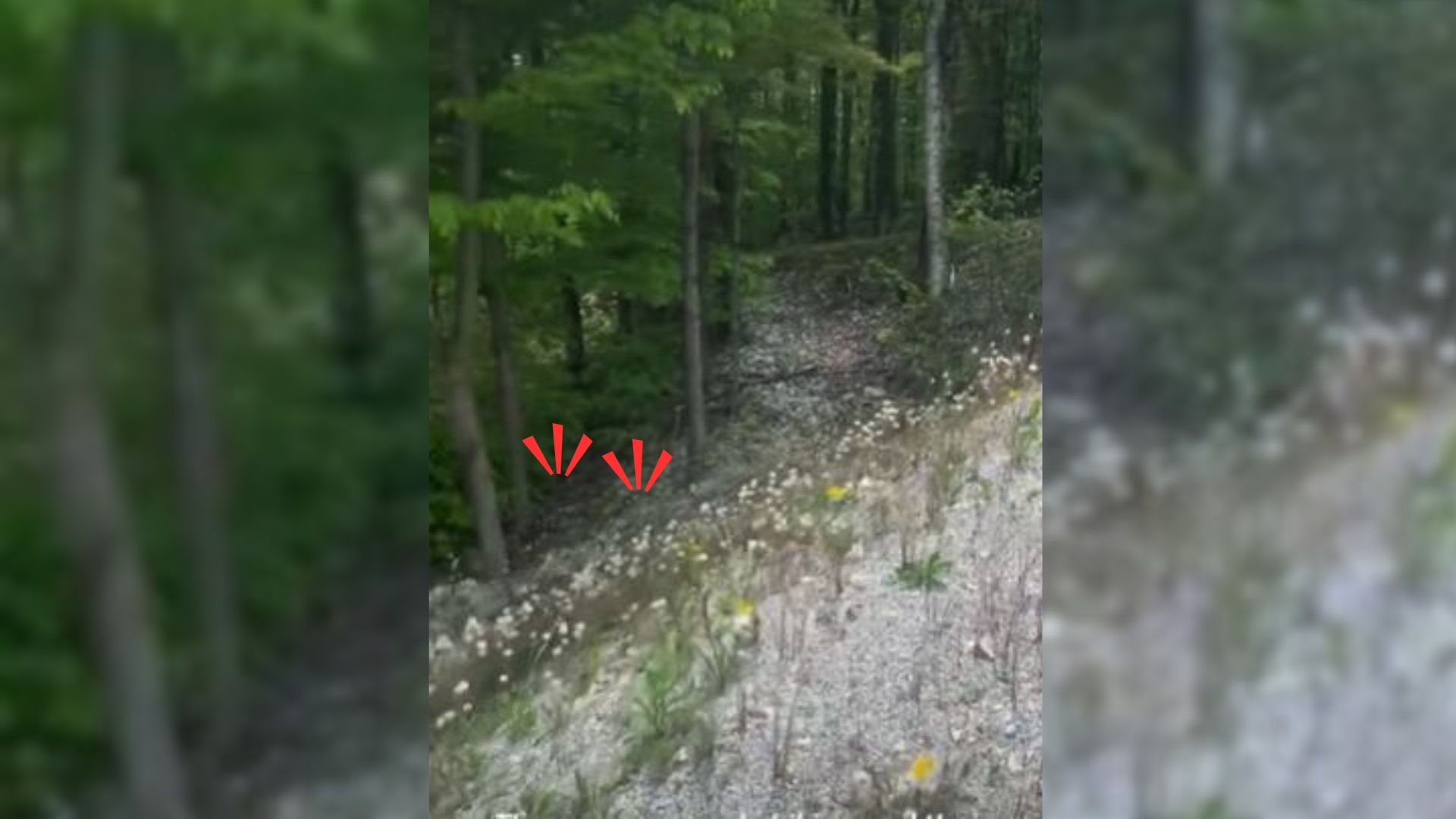 Couple Hiking Hears Strange Sounds Coming From The Creek, Then Uncover A Shocking Surprise