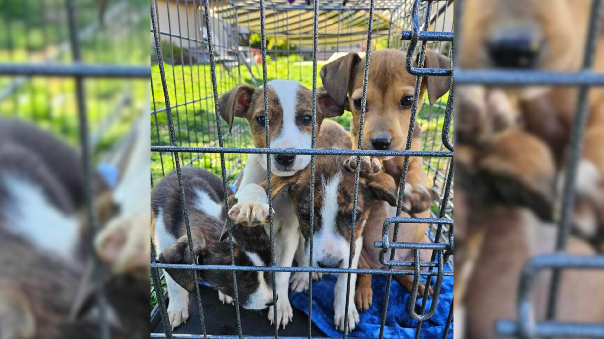 Hiker Couldn’t Believe His Eyes When He Found 7 Puppies In A Box On A Remote Mountain