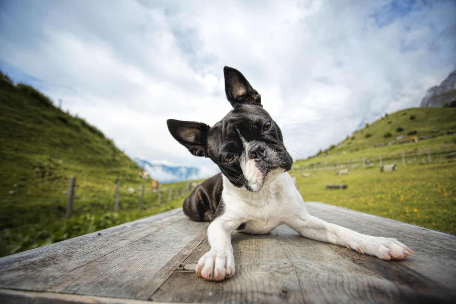 hiking with a Boston terrier