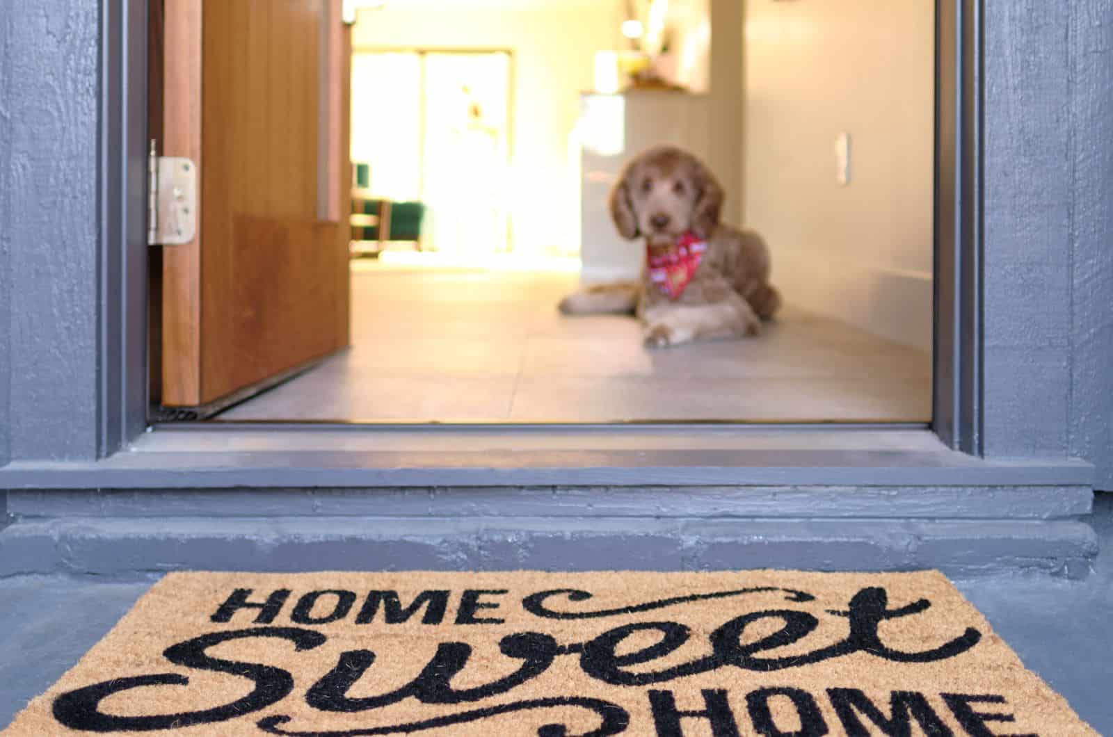 home sweet home mat and dog in background