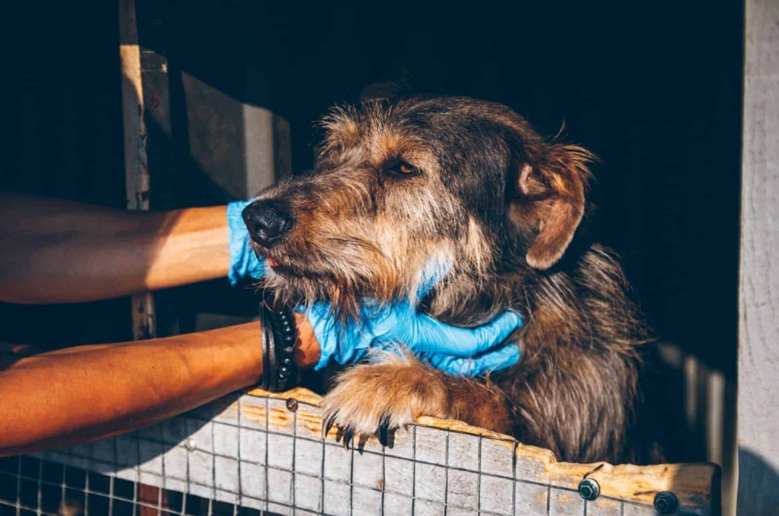 homeless dog in animal shelter being cuddling by veterinary