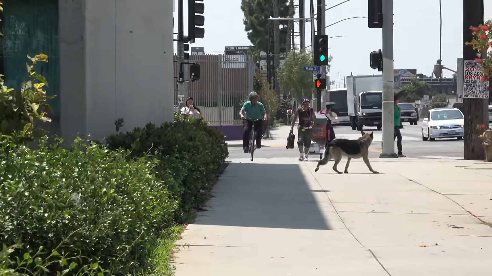 homeless german shepherd dog walking on the street