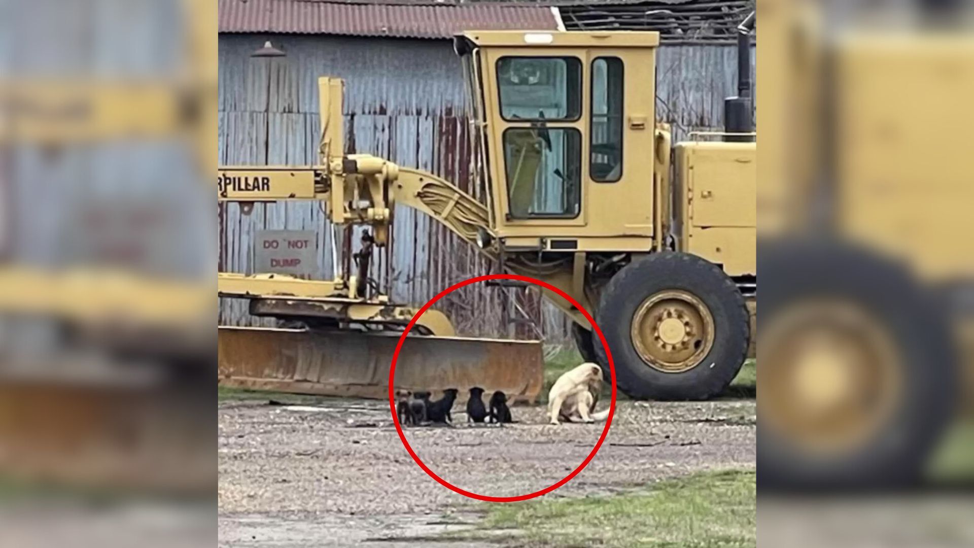 Dog Family Was Living In An Abandoned Barn Until A Kind Woman Noticed Them And Decided To Help