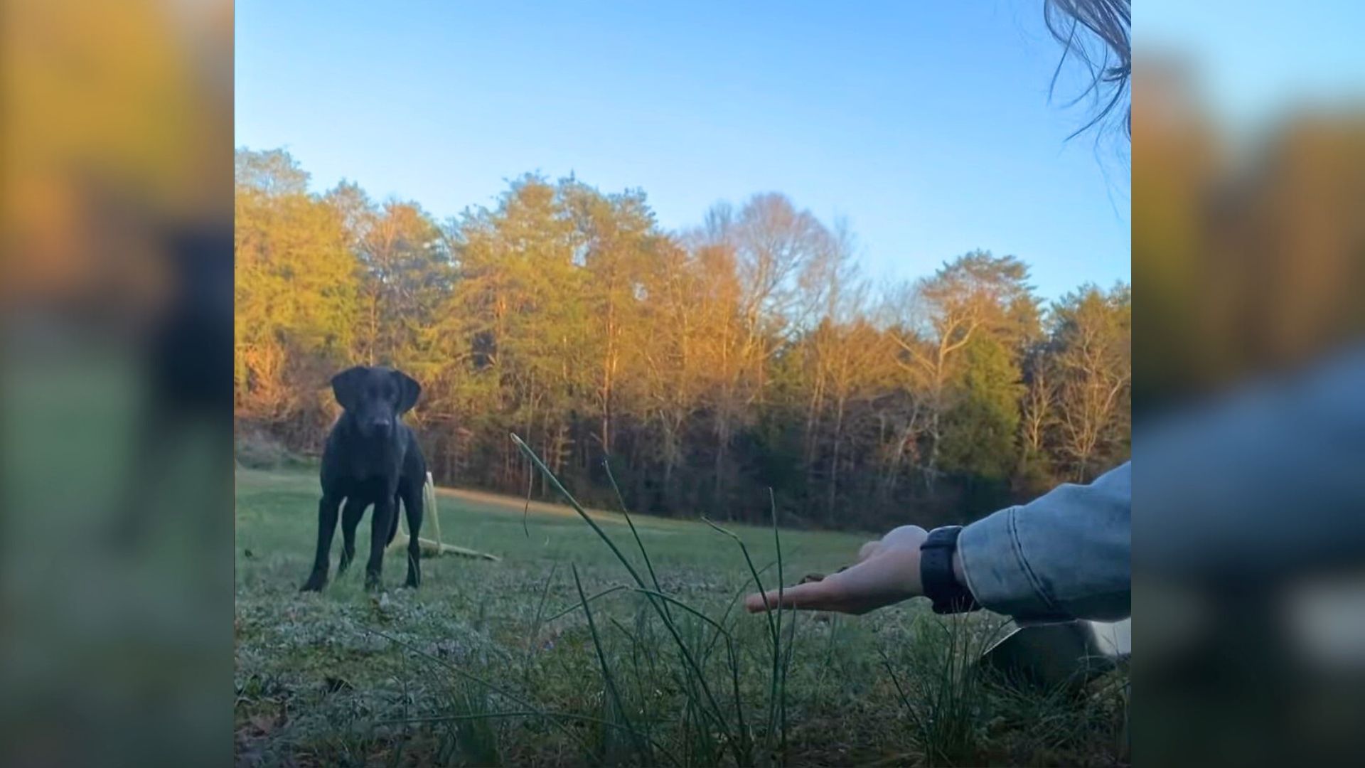 Hooman Who Never Rescued A Stray Dog Decided To Do Just That After Meeting A Terrified Lab