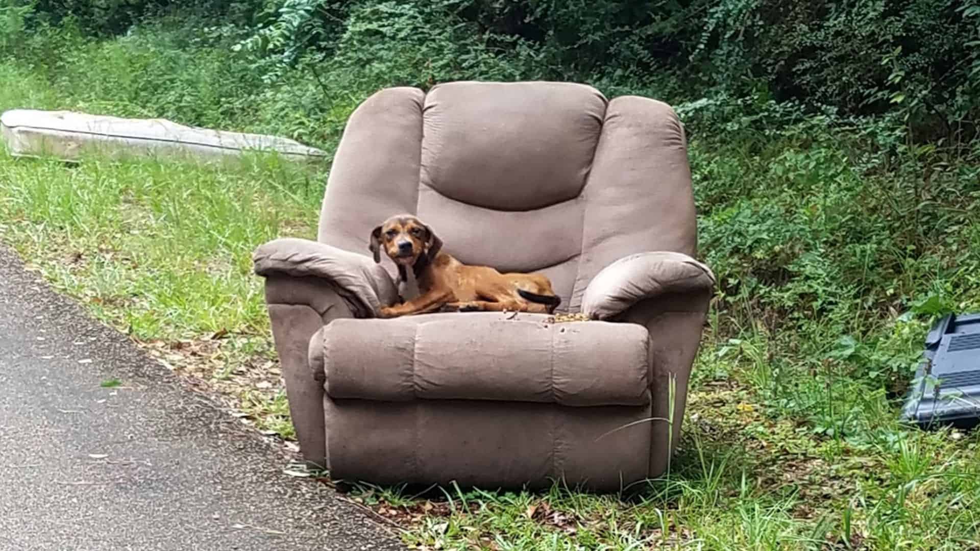 Abandoned Dog Left With A Sofa Is Still Hoping His Owner Would Return