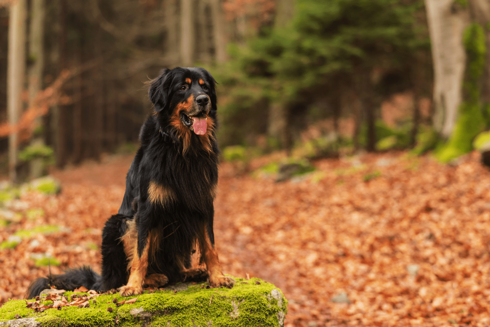 Hovawart sits on a tree in the forest