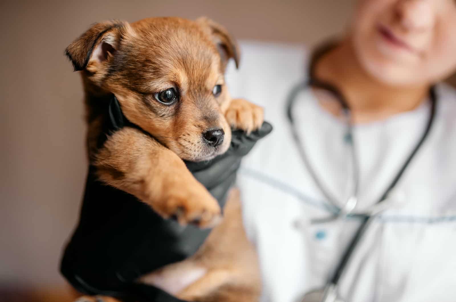 How Do I Know If My Puppy Will Survive Parvo? Parvovirus Guide