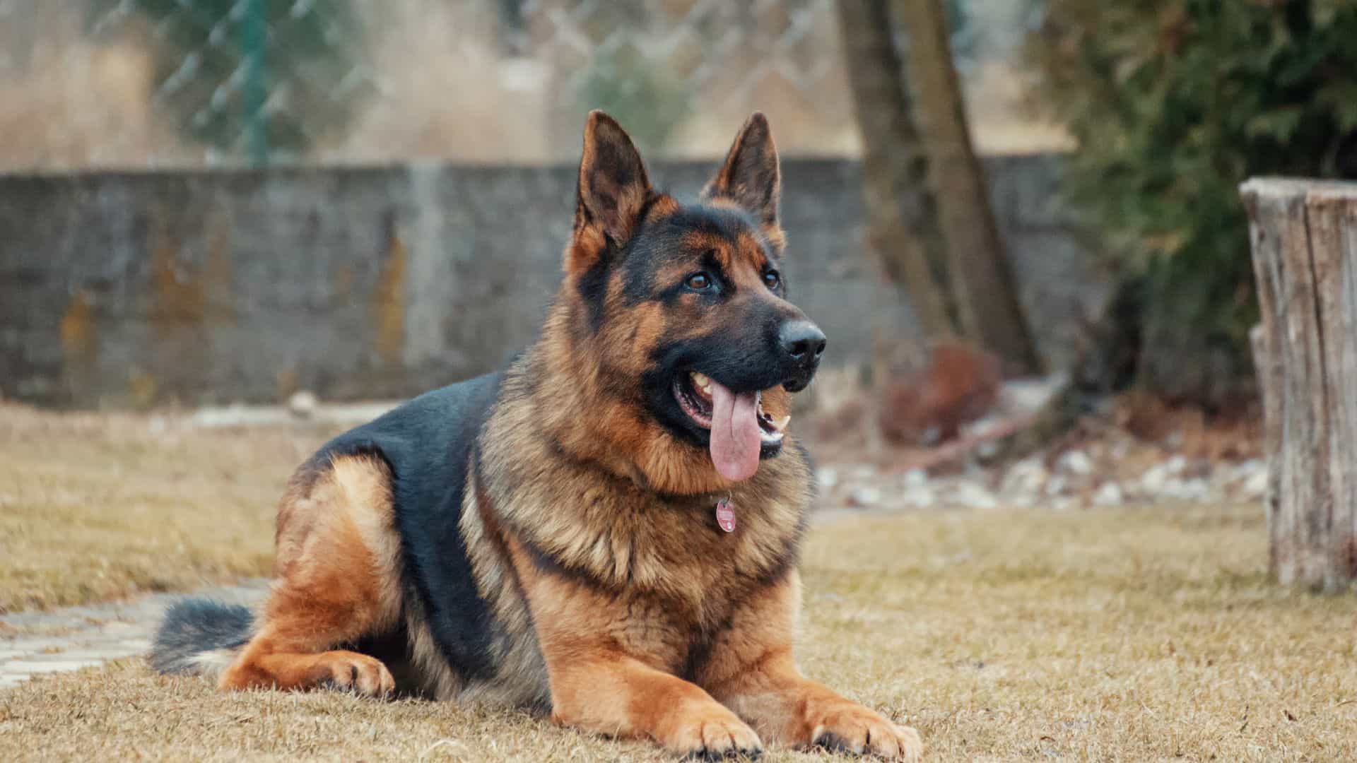 How Heavy Should My German Shepherd Be?