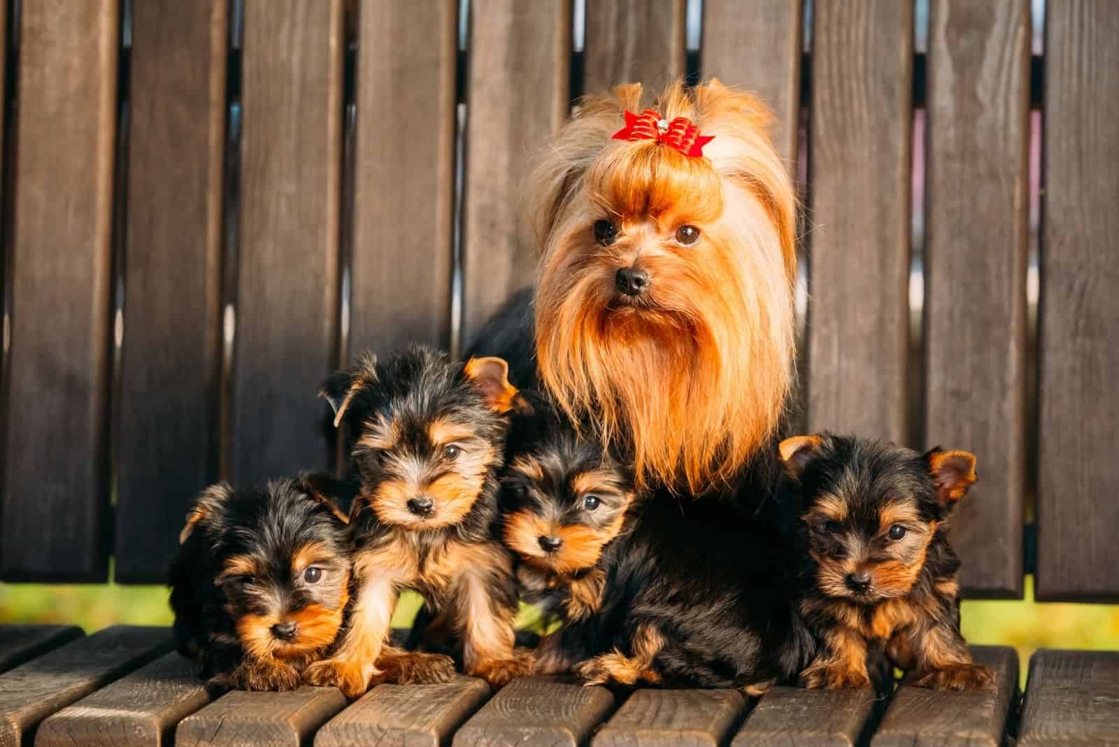 How Many Puppies Can A Yorkie Have? All You Need To Know