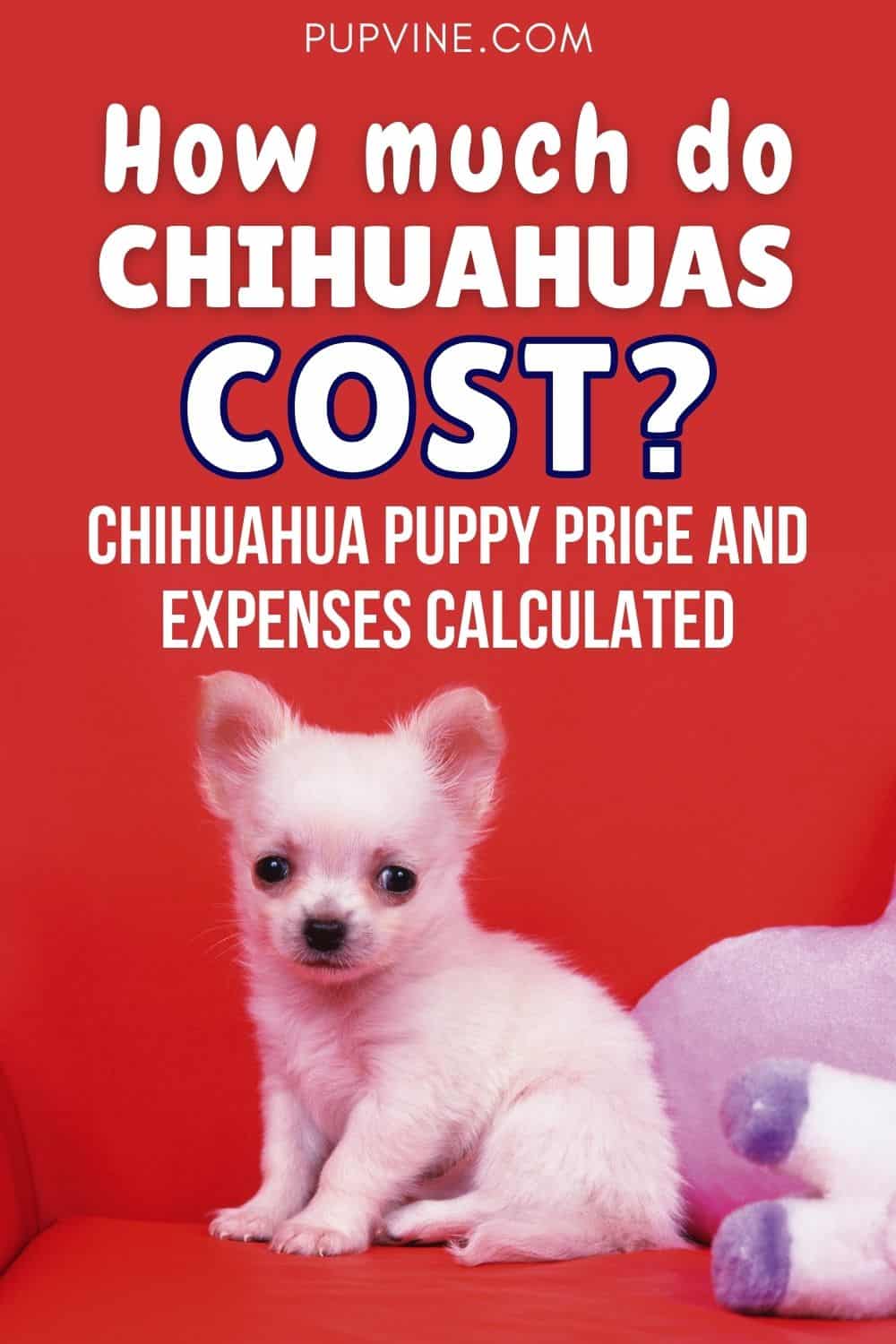 How Much Do Chihuahuas Cost Chihuahua Puppy Price And Expenses Calculated