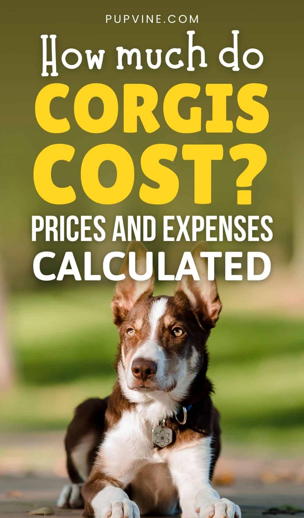 How Much Do Corgis Cost Prices And Expenses Calculated