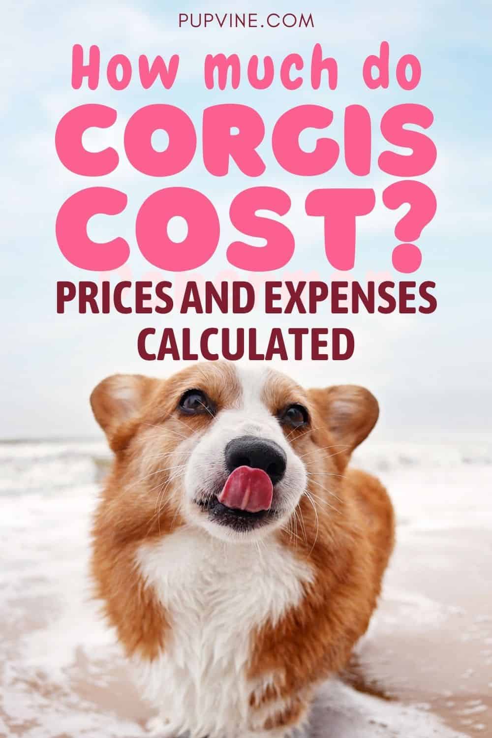 How Much Do Corgis Cost? Prices And Expenses Calculated