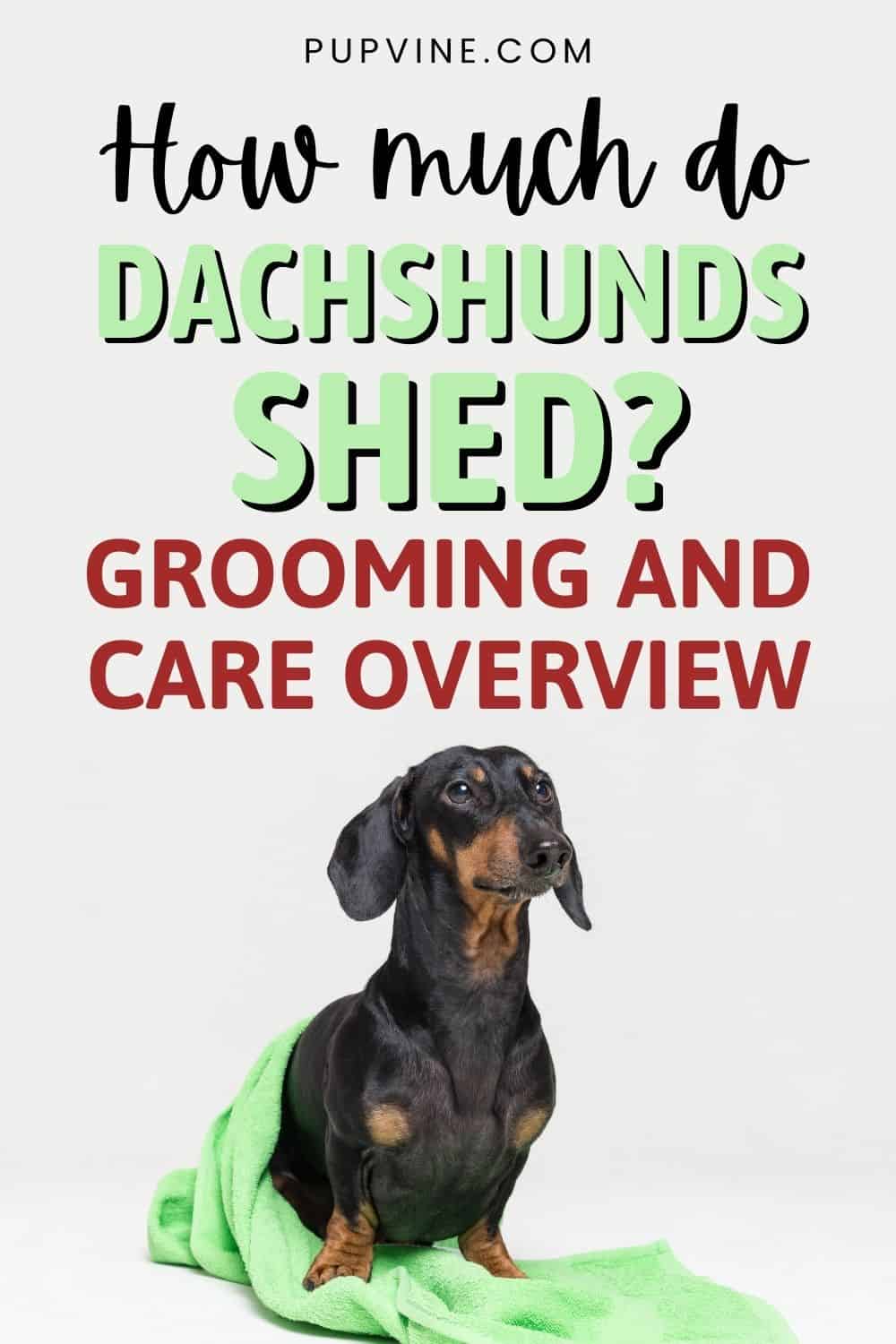 How Much Do Dachshunds Shed? Grooming And Care Overview