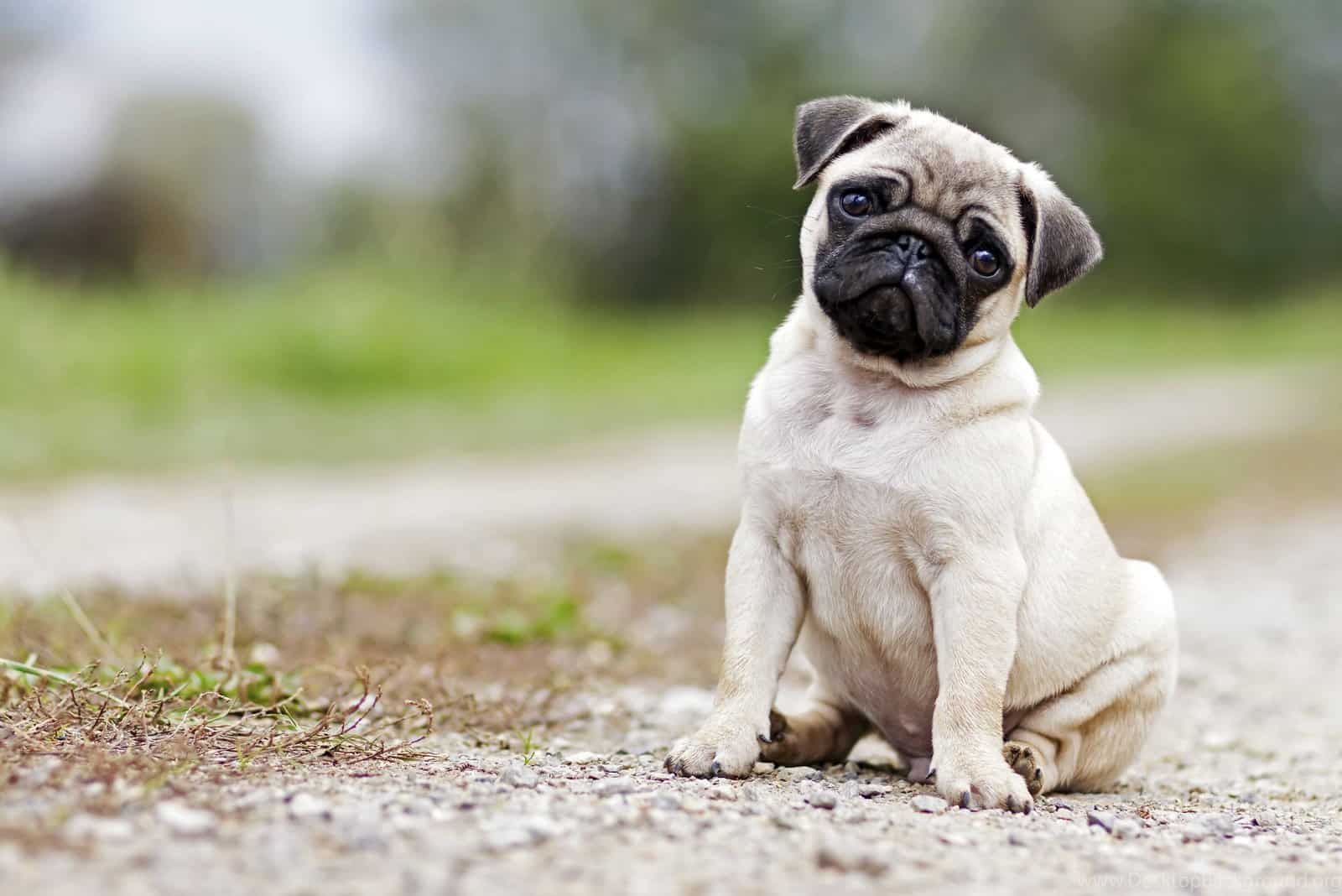 How Much Do Pugs Cost: Everything You Need To Know!