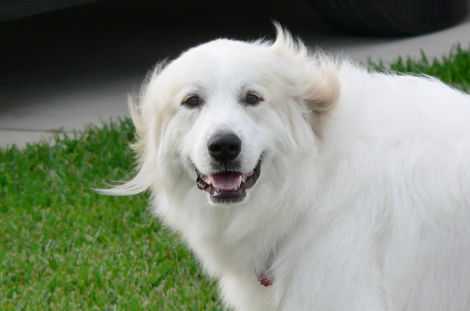 How Much Does A Great Pyrenees Cost: Price For A Big Dog