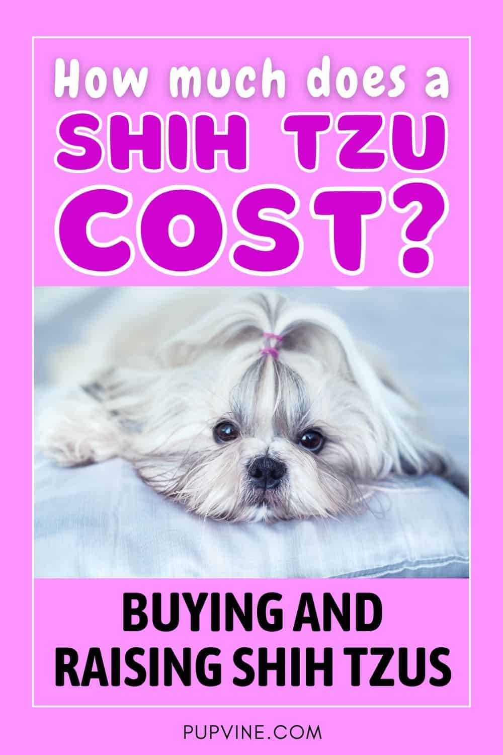 How Much Does A Shih Tzu Cost_ Buying And Raising Shih Tzus