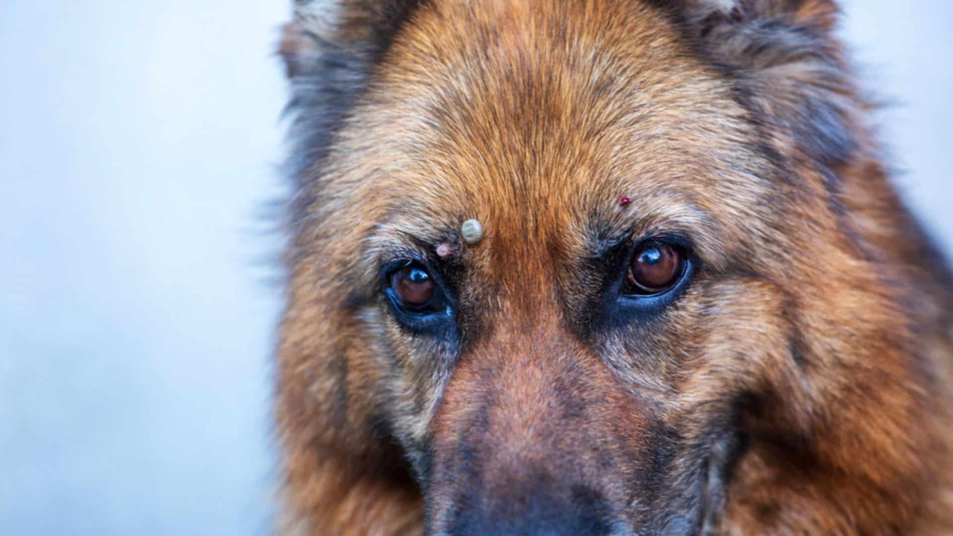 How To Deal With A Dried Dead Tick On Your German Shepherd