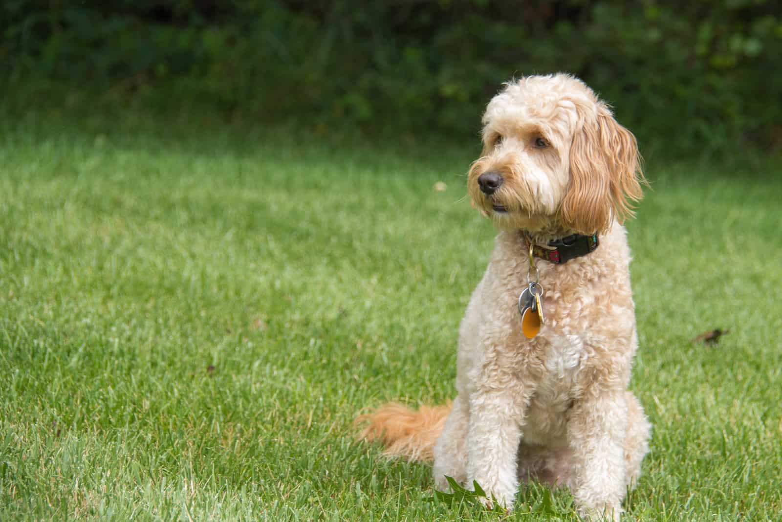 How To Discipline A Goldendoodle – 5 Proven Tricks