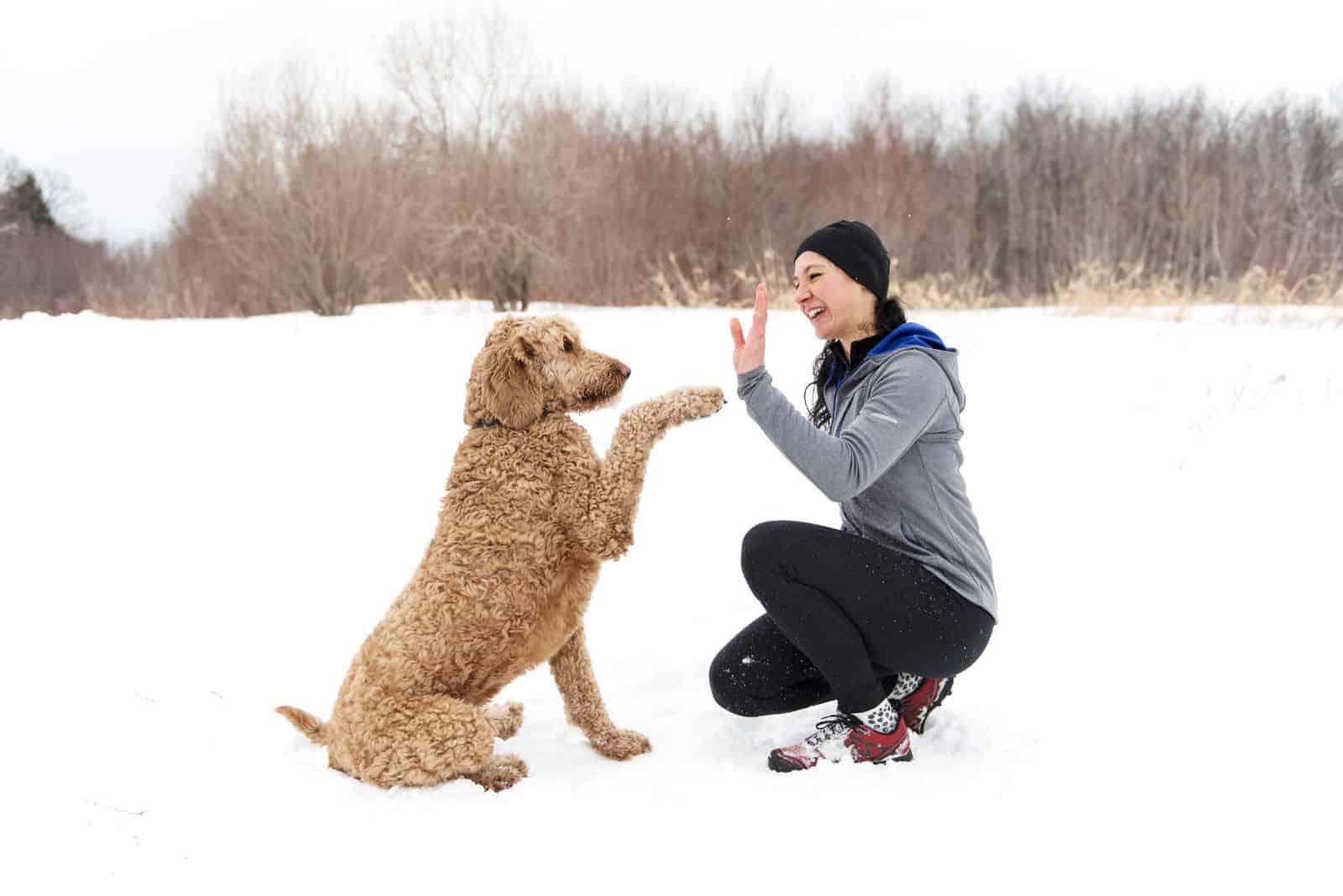 How To Get A Goldendoodle To Obey You