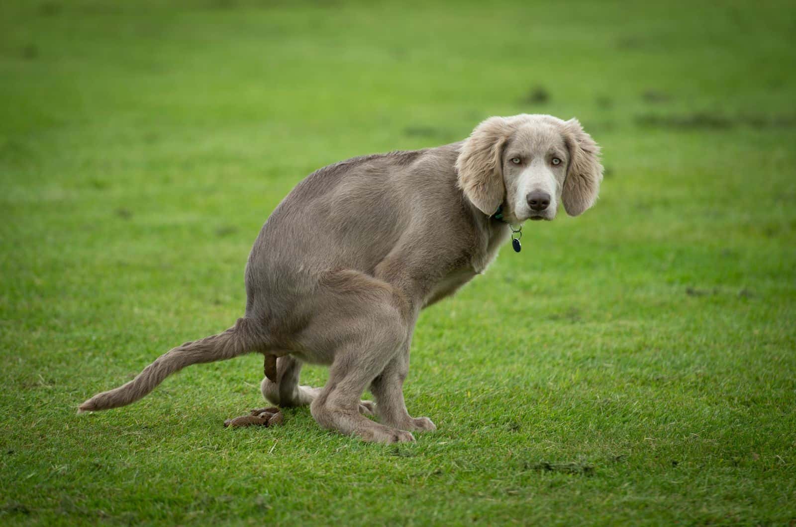 How To Make A Dog Poop Instantly: 7 Handy Tips