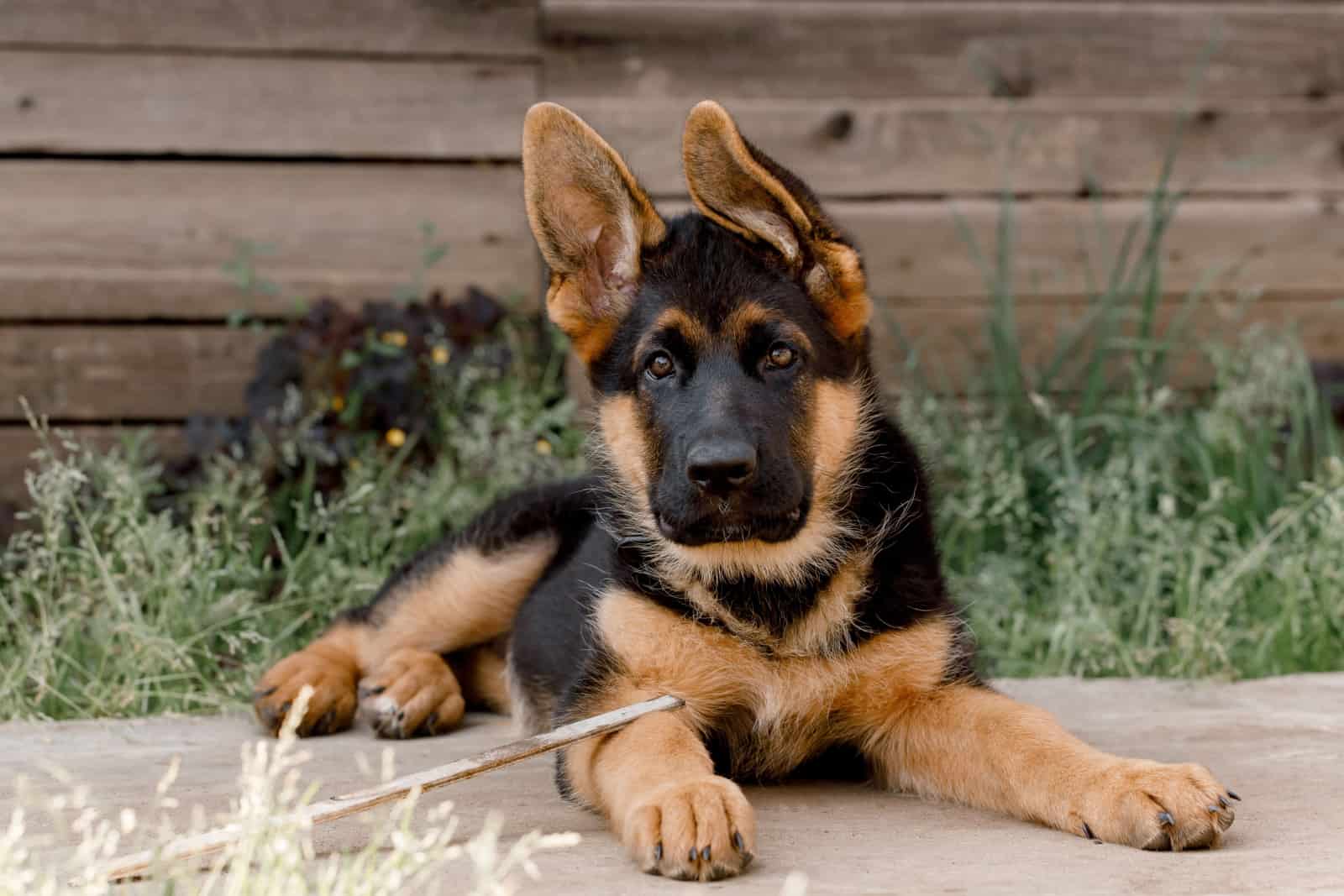 How To Potty Train German Shepherd Puppy? 18 Housebreaking Tips