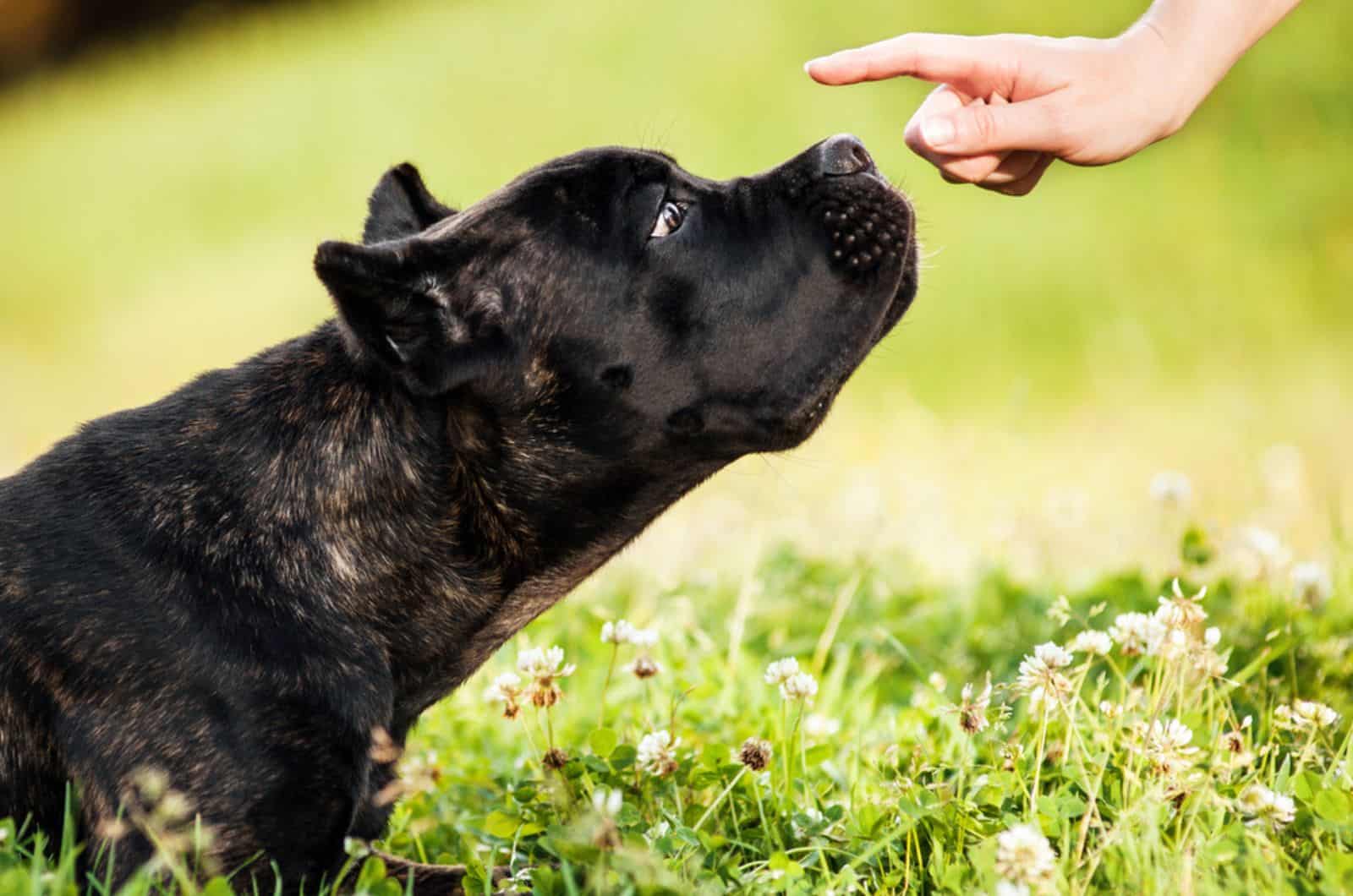 How To Train A Cane Corso To Do Your Finances And More