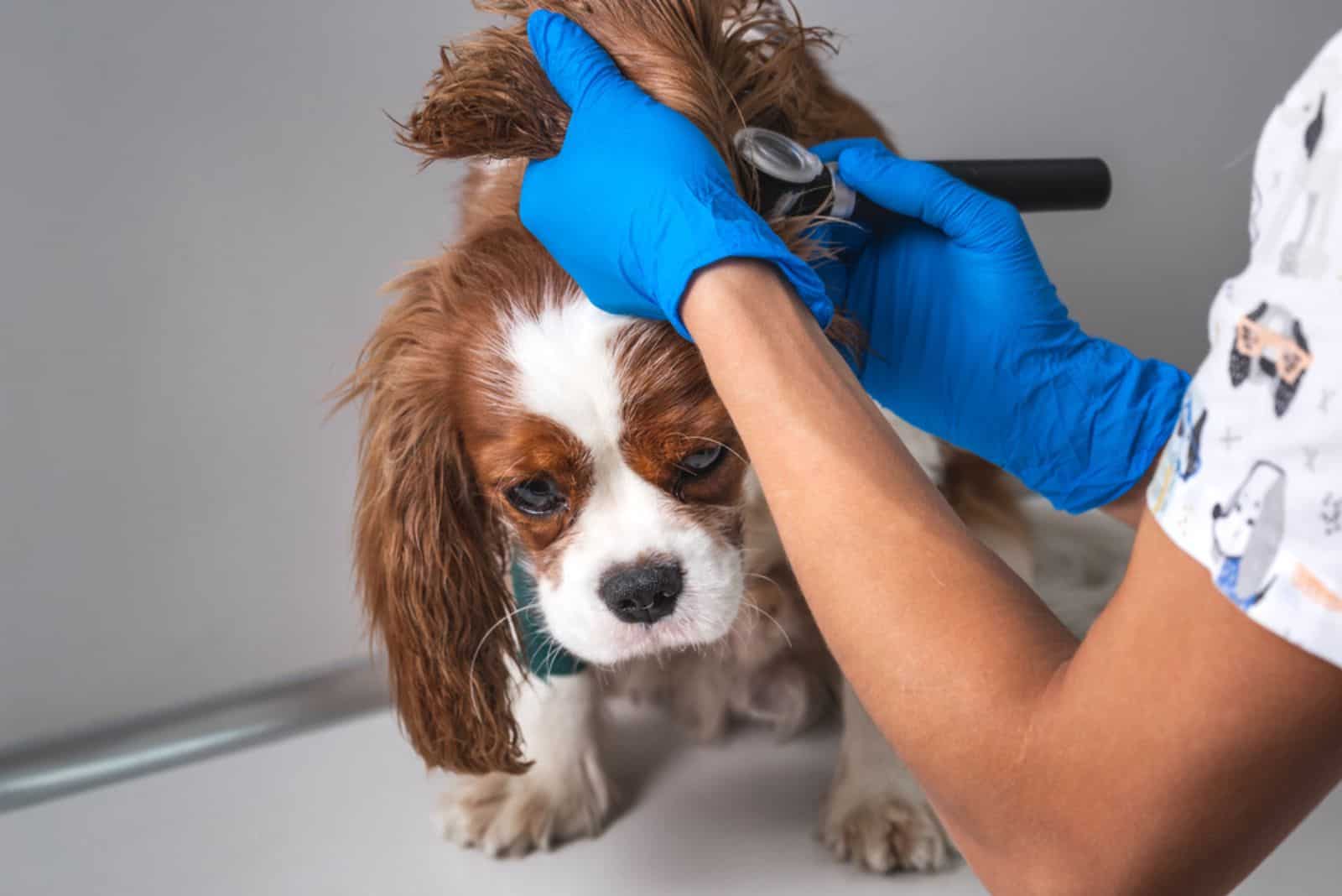 How To Treat Dog Ear Hematoma At Home: 5 Best Ways