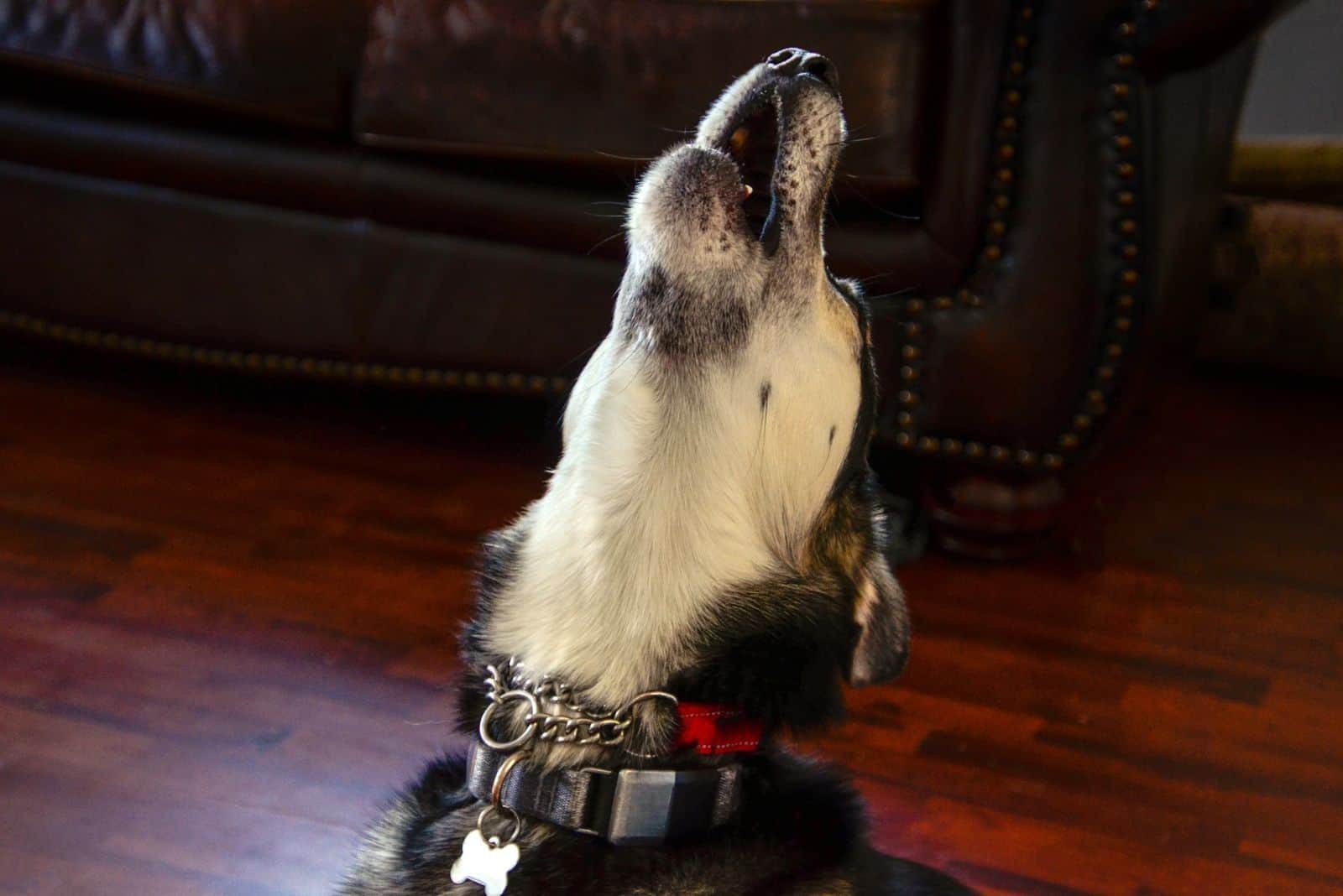 howling black husky inside the home