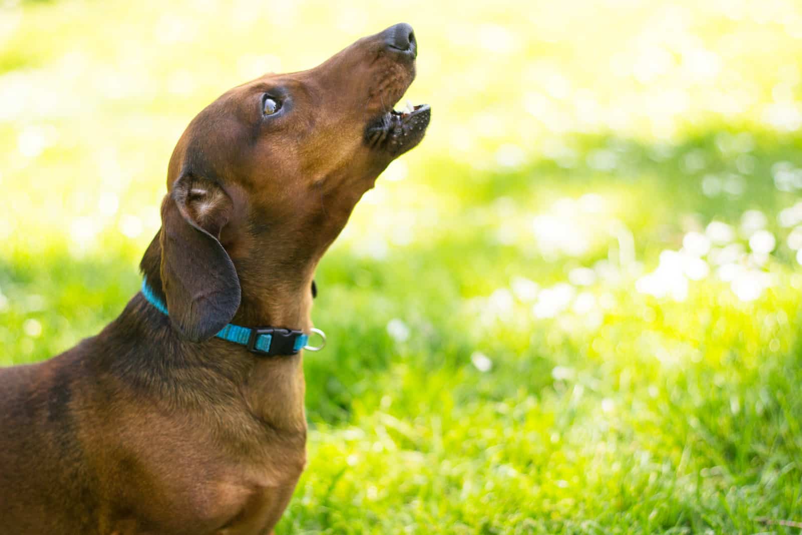 Howling Dachshund dog