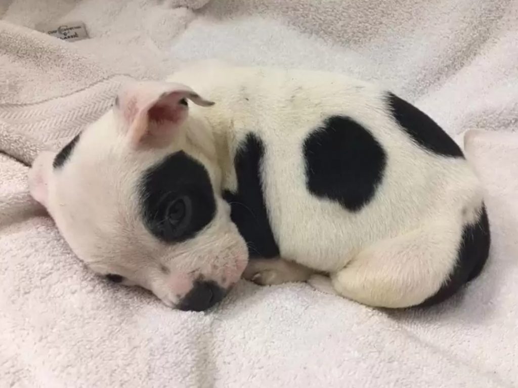 huddled puppy on a white towel