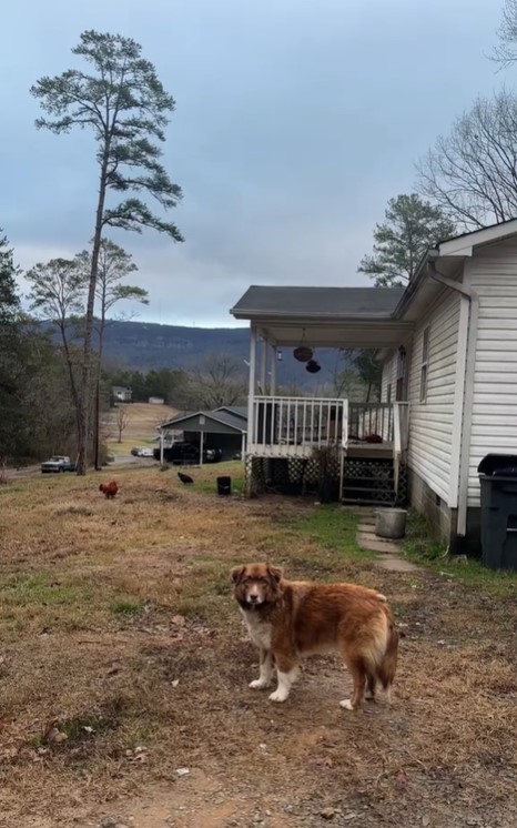 huge dog standing