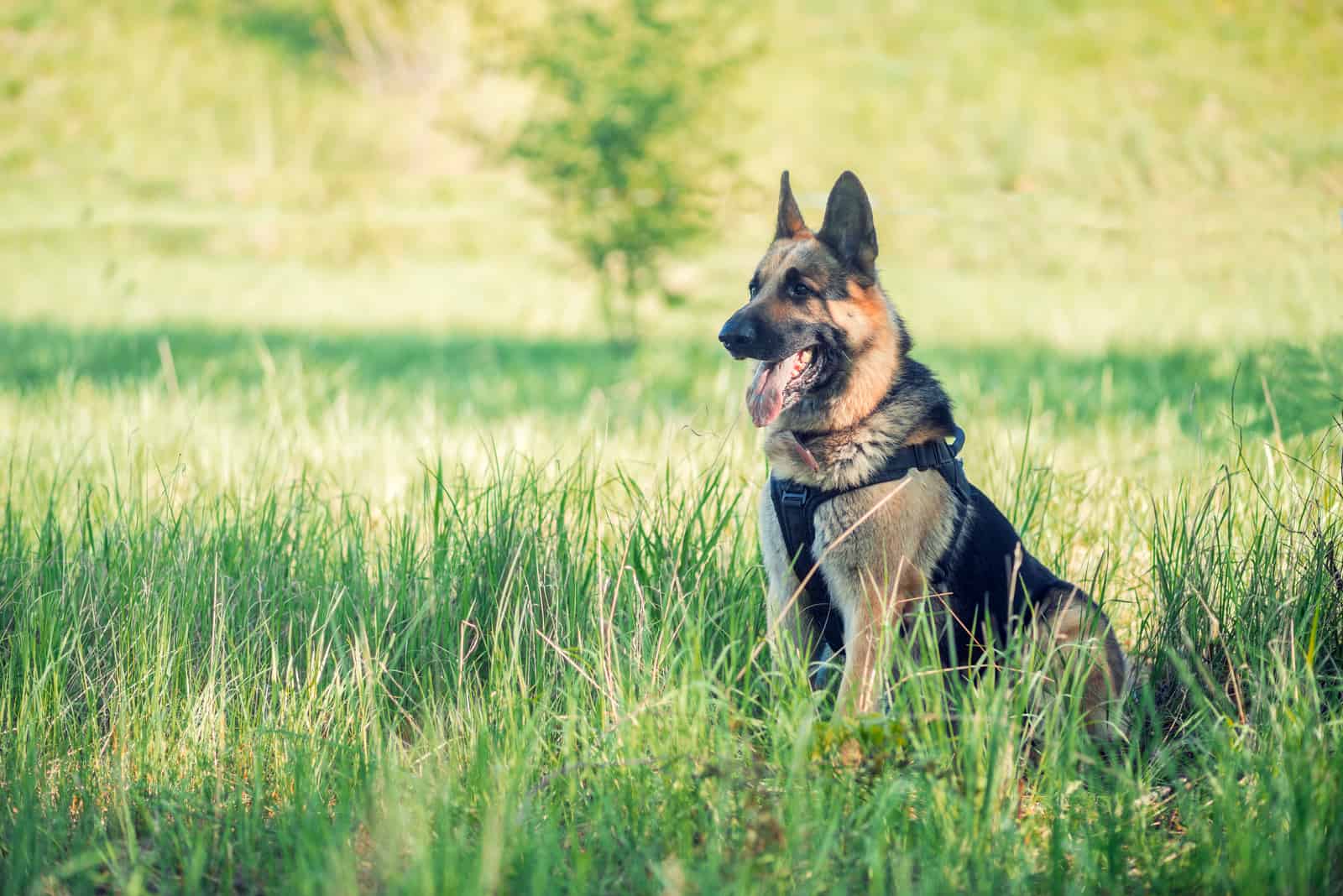 Huge gorgeous German East-European Shepherd dog